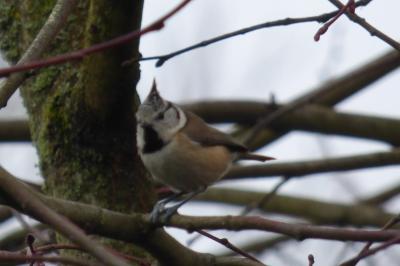 Lophophanes cristatus