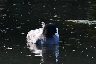 Fulica atra