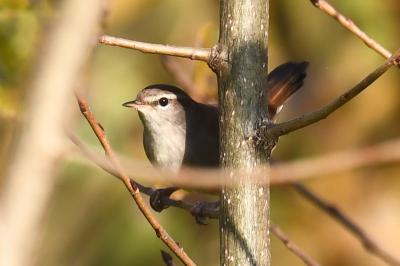 Cettia cetti