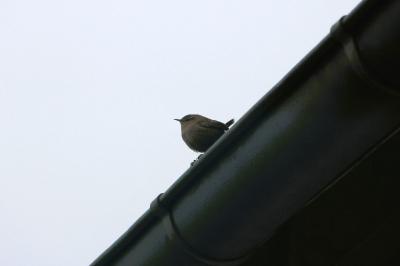 Troglodytes troglodytes