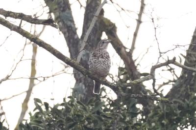 Turdus viscivorus