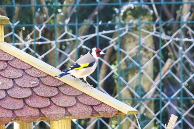Carduelis carduelis