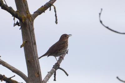 Turdus philomelos