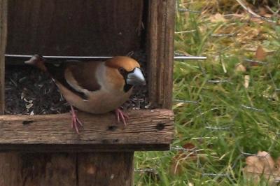 Coccothraustes coccothraustes