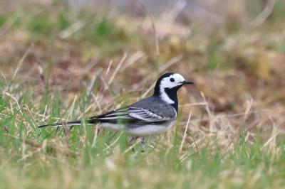 Motacilla alba
