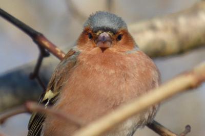 Fringilla coelebs
