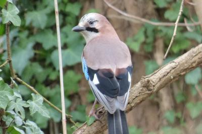 Garrulus glandarius