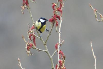 Parus major