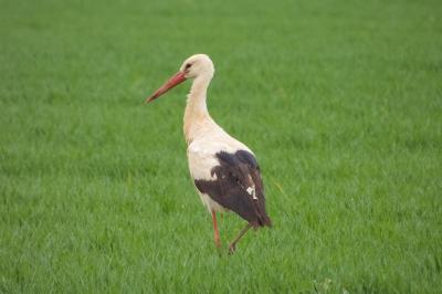 Ciconia ciconia