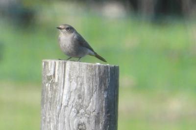 Phoenicurus ochruros