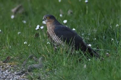 Accipiter nisus