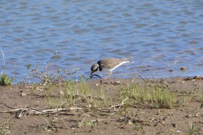 Charadrius dubius