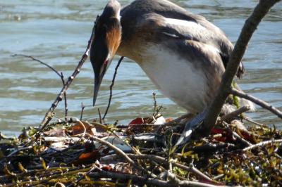 Podiceps cristatus