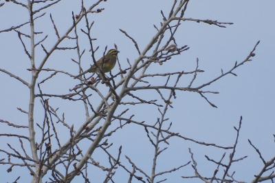 Emberiza cirlus