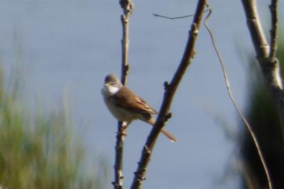 Sylvia communis