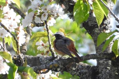 Phoenicurus phoenicurus