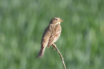 Emberiza calandra