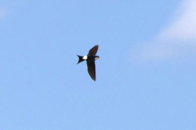 Delichon urbicum