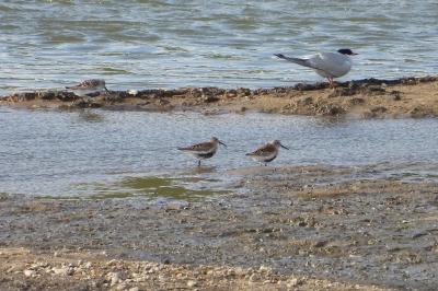 Calidris alpina