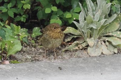 Erithacus rubecula