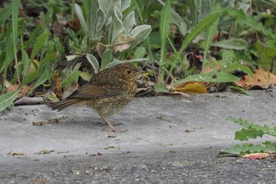Erithacus rubecula