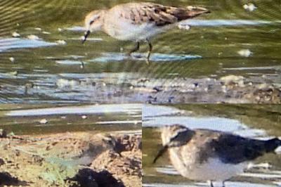 Calidris temminckii