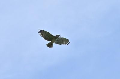 Circaetus gallicus