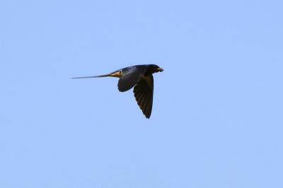 Hirundo rustica