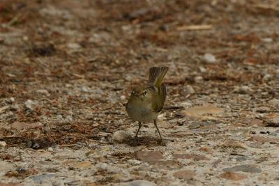 Phylloscopus bonelli