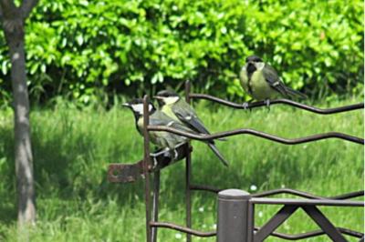 Parus major