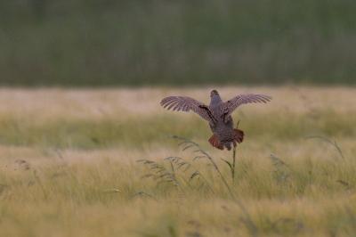 Perdix perdix
