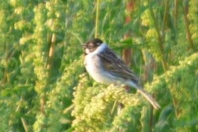 Emberiza schoeniclus