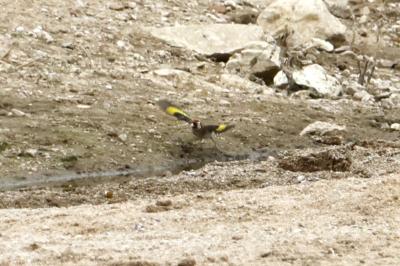 Carduelis carduelis