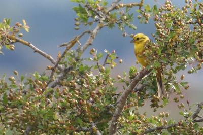 Emberiza citrinella
