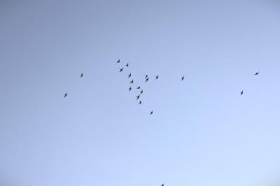 Apus apus