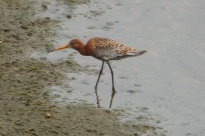 Limosa limosa