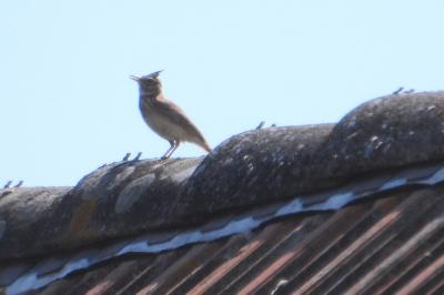 Galerida cristata