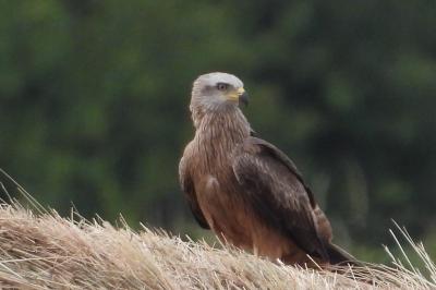 Milvus migrans