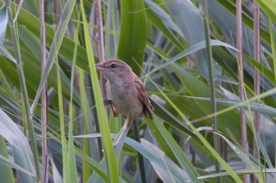 Acrocephalus arundinaceus
