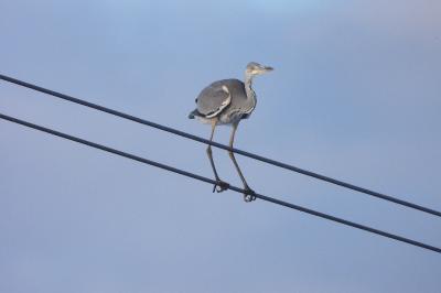 Ardea cinerea