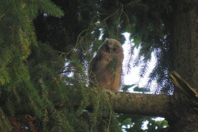 Asio otus