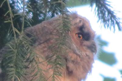 Asio otus