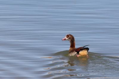 Alopochen aegyptiaca