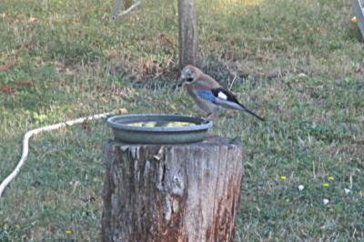 Garrulus glandarius