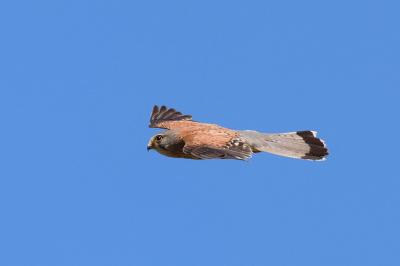 Falco tinnunculus