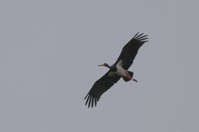 Ciconia nigra