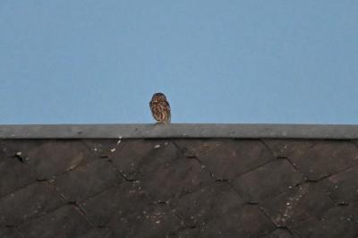 Athene noctua
