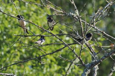 Hirundo rustica