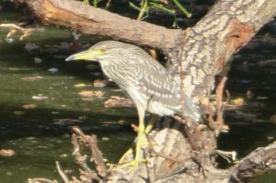 Nycticorax nycticorax