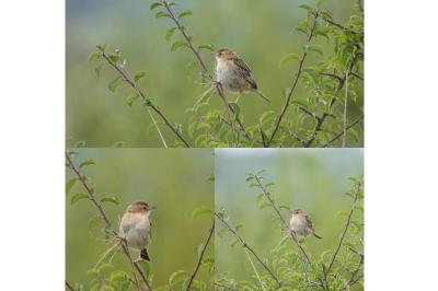 Cisticola juncidis